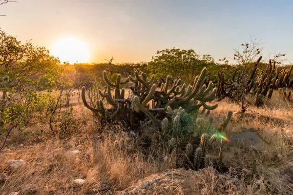 Mudanças climáticas ameaçam a Caatinga com desertificação e perda de espécies.