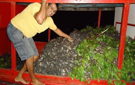 Período de defeso do caranguejo uçá a partir de 10 de fevereiro.
