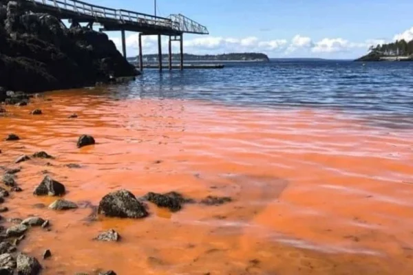Atenção Nodeste! Alagoas e PE têm mais de 400 casos de intoxicação da maré vermelha