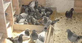 É por aí.  Vereador de Parnaíba propõe criar Dia do Criador de Pombo!
