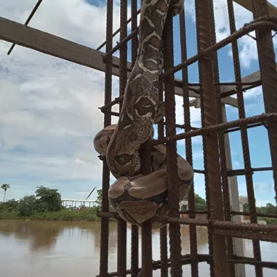 Nem foi ainda inaugurada e ponte sobre o rio Igaraçu em Parnaíba está servindo de abrigo para cobra.
