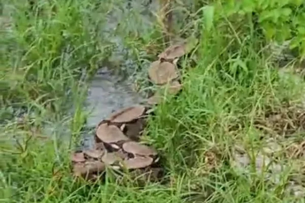 Em Buriti dos Lopes cobra jibóia é encontrada no meio da rua.
