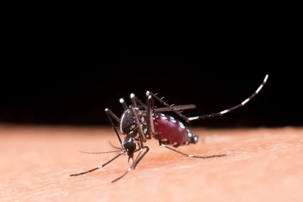 Dengue já matou 700 pessoas no Brasil.