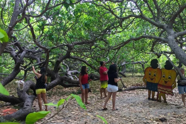 Cajueiro da Praia integra Mapa do Turismo Brasileiro em 2024. 