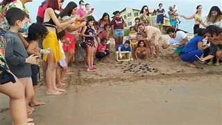 Filhotes de tartarugas são entregues ao mar na praia do Arrombado no Piauí.