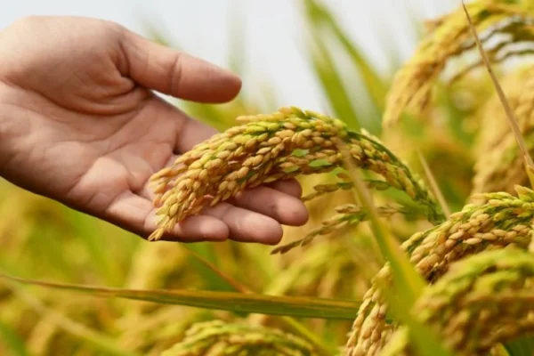 Governo autoriza Conab a comprar até 300 mil t de arroz beneficiado importado.
