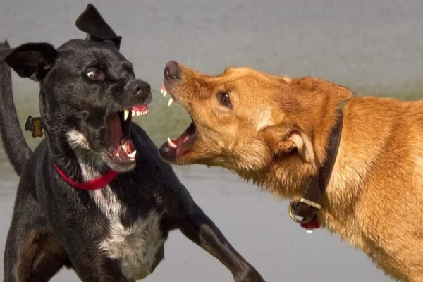 Briga de cachorro. por *Pádua Marques.