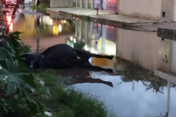 Vaca leva choque e morre na fiação elétrica no meio da rua em Luiz Correia.