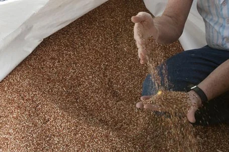 Piracuruca inicia colheita de soja.