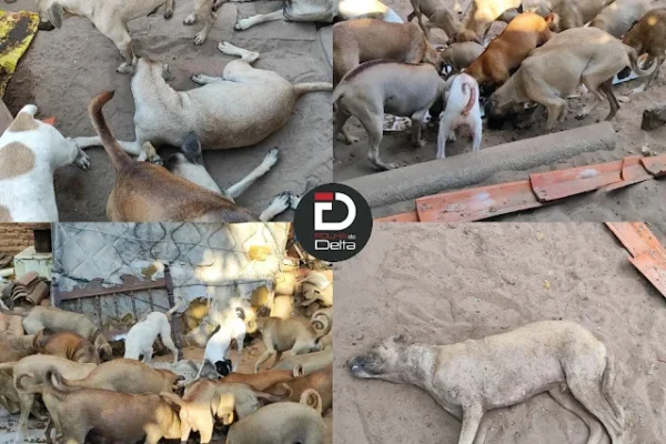Cerca de 80 cães são encontrados abandonados numa casa no bairro Frei Higino em Parnaíba.