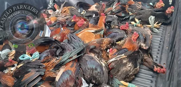 Polícia Ambiental apreende mais de 40 galos de briga em rinha no Alto de Santa Maria.