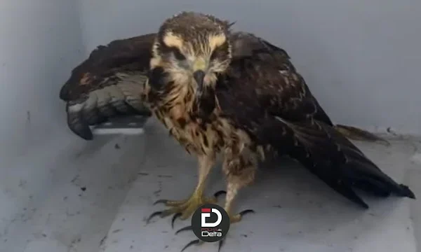 Gavião ferido é resgatado na Praia de Atalaia, em Luís Correia.