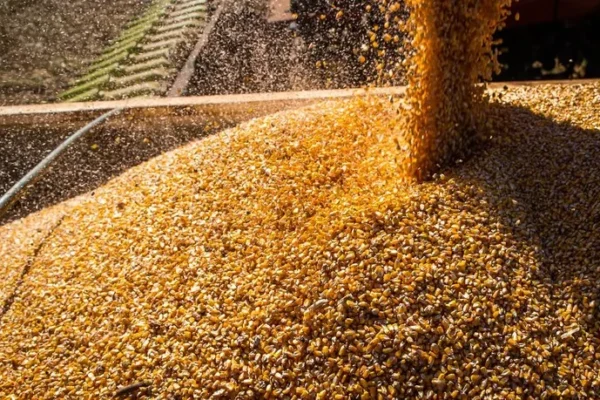 Parnaíba vai receber 2 mil toneladas de milho da CONAB.