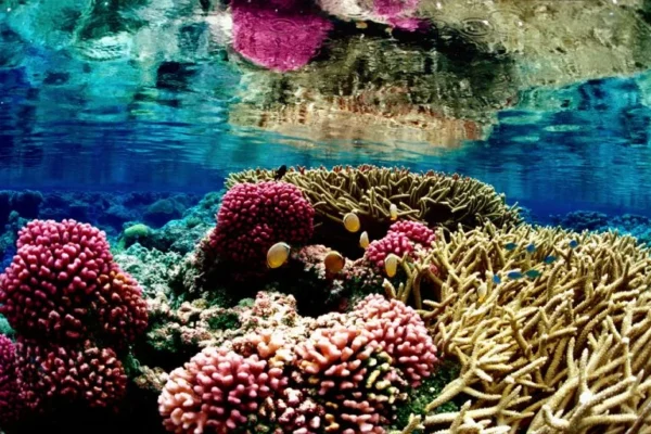 Ambientalistas cobram “Lei do Mar” no Brasil e governança internacional dos oceanos.