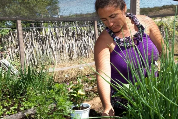 ‘Quintais Ecológicos’ levam alimentação saudável e renda a comunidades em Parnaíba.