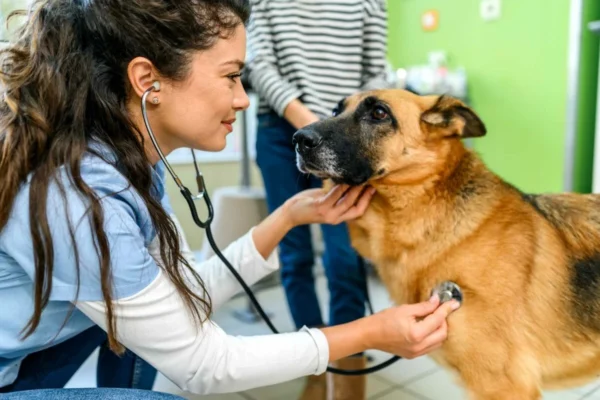 Projeto torna obrigatória presença de médico veterinário em locais que vendem medicamentos para animais.