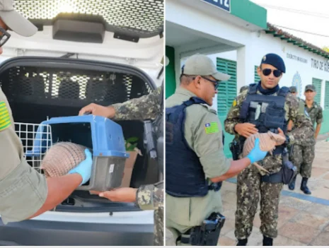 Tatu- peba é resgatado por policiais militares dentro do quartel do Tiro de Guerra em Parnaíba.