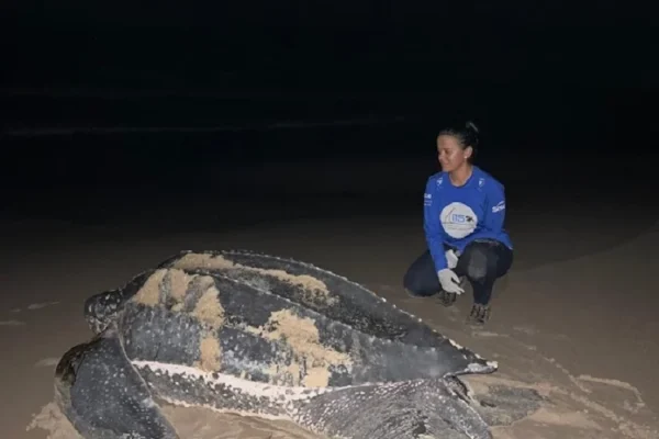 ncerrada temporada reprodutiva das tartarugas marinhas  com 265 ninhos no Piauí.