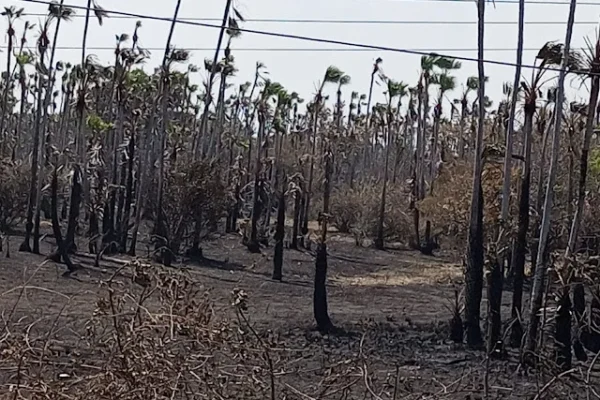 Incêndio de grandes proporções atinge carnaubal na Ilha de Santa Isabel.