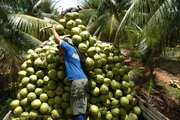 Cidade do litoral oeste do Ceará é a maior produtora de coco do Brasil.