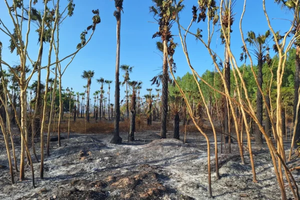 Incêndio de grandes proporções ameaça moradores e destrói quintais no Bairro Tabuleiro, em Parnaíba.