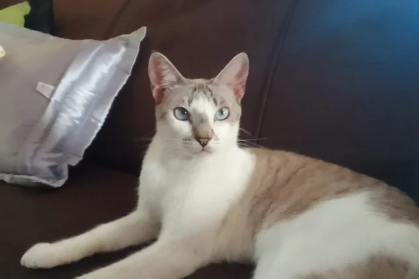 Campanha de vacinação de cães e gatos iniciou nesta quarta-feira em Parnaíba.