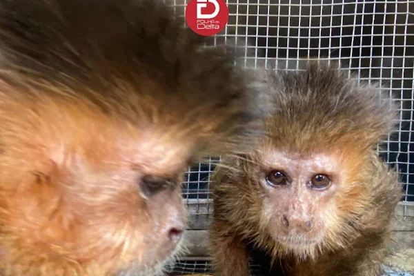 Polícia apreende macacos dentro de casa no bairro Piauí em Parnaíba.