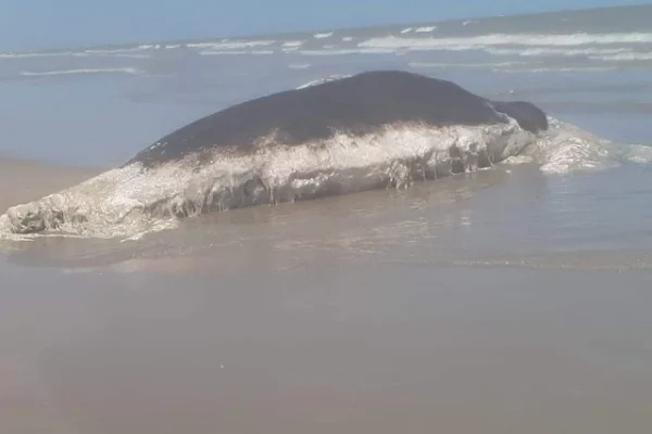 Baleia cachalote morre e encalha em praia de Luiz Correia nesta terça-feira.