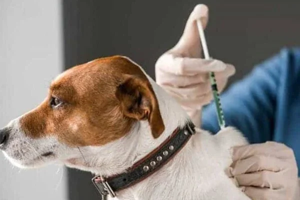 Em Parnaíba quantidade de animais vacinados contra a raiva ainda é baixa.