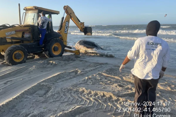 Enterrada baleia encontrada morta na praia de Maramar no Piauí.