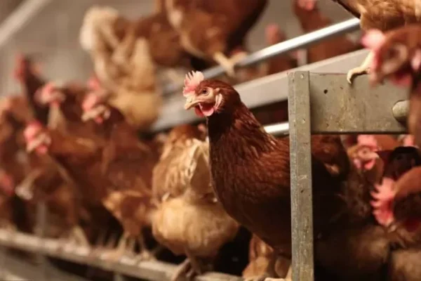 Saúde descarta caso de gripe aviária no litoral do Piauí.