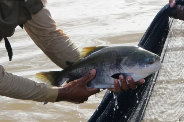 XII Encontro dos Projetos de Pesca e Aquicultura apoiados pela CODEVASF no Piauí.