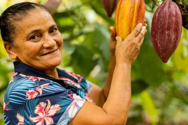 Mineiros e baianos começarão a produzir cacau em 2025 no Ceará.