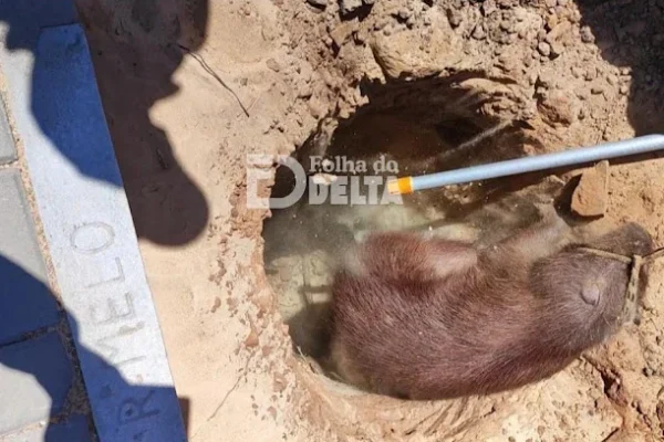 Capivara é resgatada depois de cair em buraco próximo a ponte Virgílio Machado em Parnaíba.