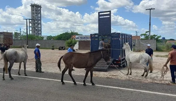Quase três mil animais são retirados das rodovias piauienses pela Polícia Rodoviária Federal.