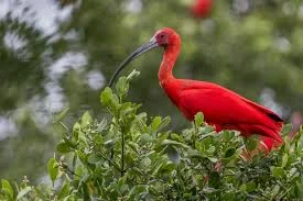 Já estão roubando até os guarás do Delta do Parnaíba. Aves são encontradas em Luiz Correia.