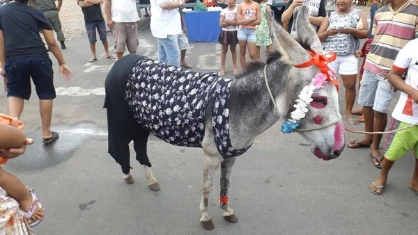 Prefeitura de Cajueiro da Praia acata pedido e suspende corrida de jumentos.