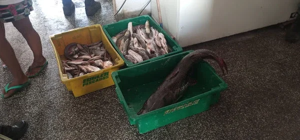 Ibama apreende mais de 200 quilos de peixes no Mercado de Buriti dos Lopes.