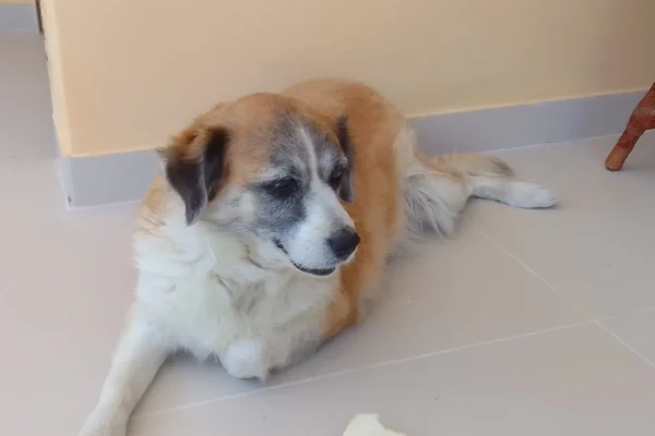 Animais domésticos vão ter RG com cadastro nacional e QR Code.