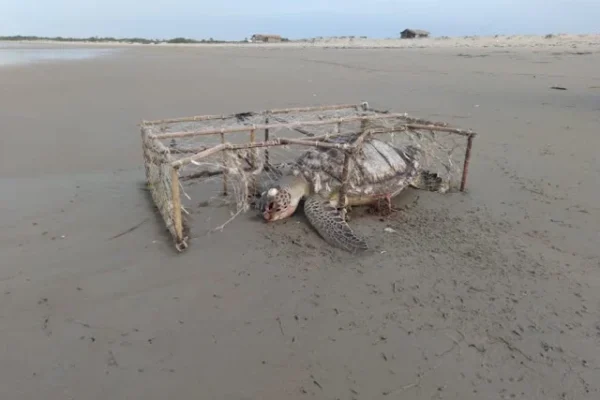 Encontrados equipamentos de pesca fantasma na região de Luiz Correia.