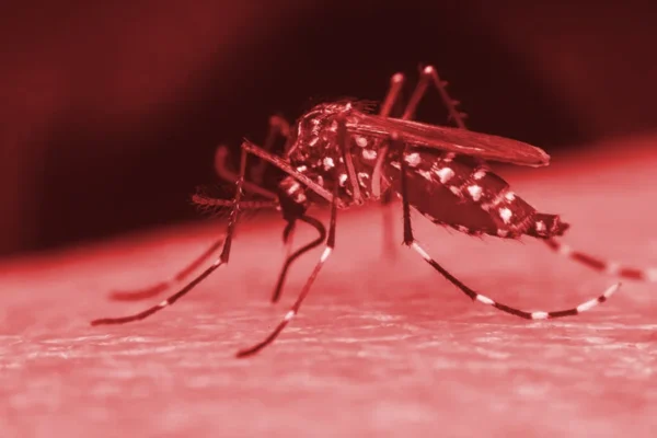 Ceará terá fábrica de ‘mosquitos do bem’ em 2025 para combater dengue, zika e chikungunya no Nordeste.