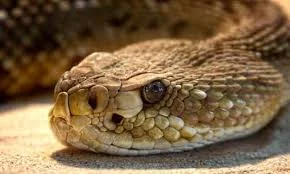 O ano da Serpente no calendário do Ano Novo Chinês 2025? Entenda.