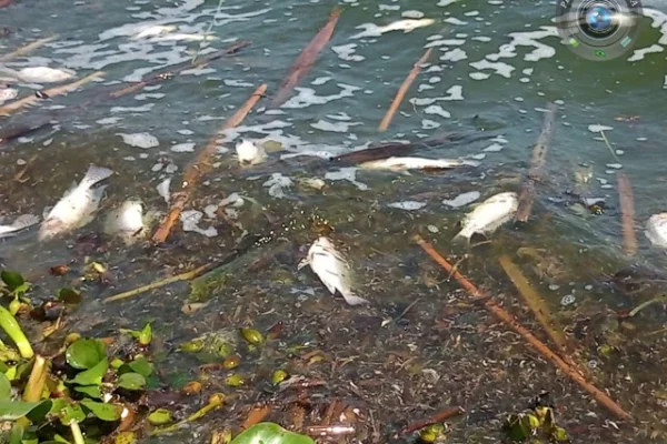Polícia Ambiental encontra vários peixes mortos na Lagoa do Bebedouro em Parnaíba.