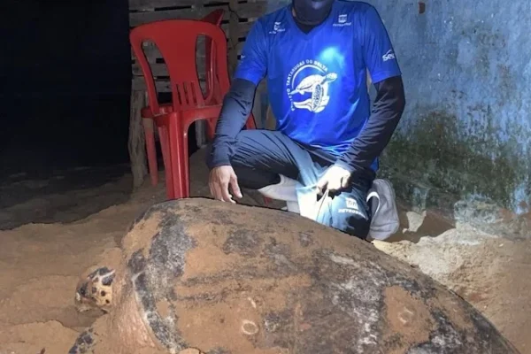 Tartaruga faz ninho na frente de bar em praia do litoral do Piauí.