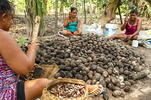 Quebradeiras de coco babaçu recebem do governo do Piauí título coletivo de terras.