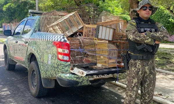 Pássaros silvestres resgatados na região de Parnaíba são encaminhados para reabilitação no IBAMA.