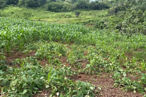 Agricultor pulveriza com drone agrotóxicos em plantação de milho e feijão no Caxingó.  A confusão foi parar na polícia.