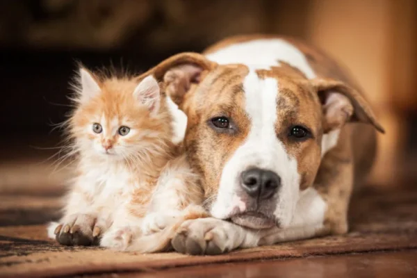 Lula lança programa de identificação e proteção de cães e gatos.