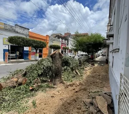 Internauta denuncia corte de oitizeiros quase centenários na avenida Getúlio Vargas em Parnaíba.