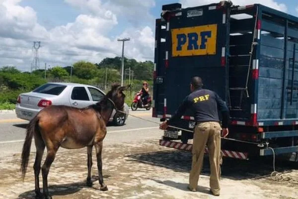 Operação da segurança pública no Piauí vai iniciar recolhimento de animais nas rodovias.